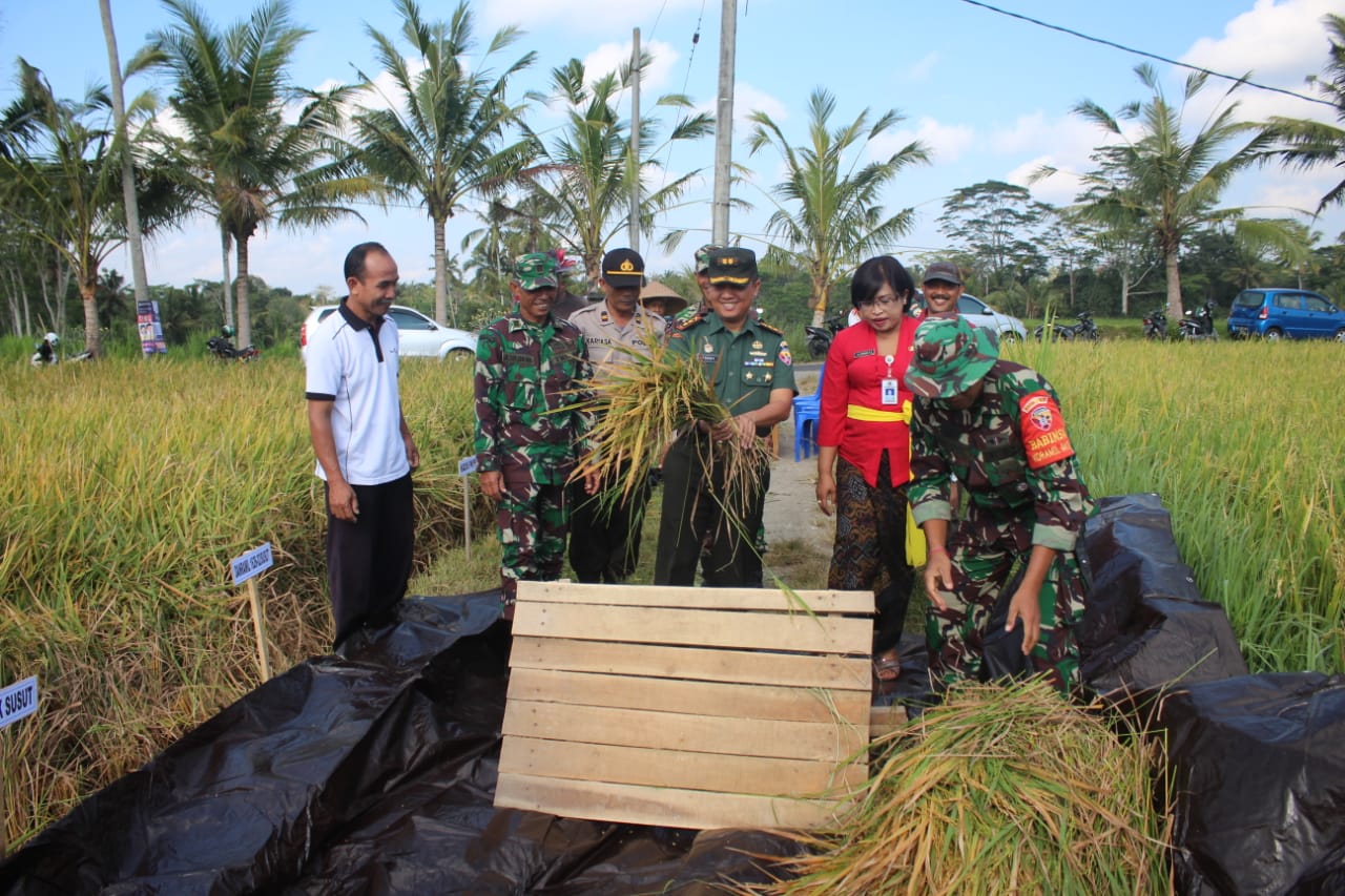 Panen Demplot Dandim Bangli Jadi Petani Juga Keren Kilas Bali