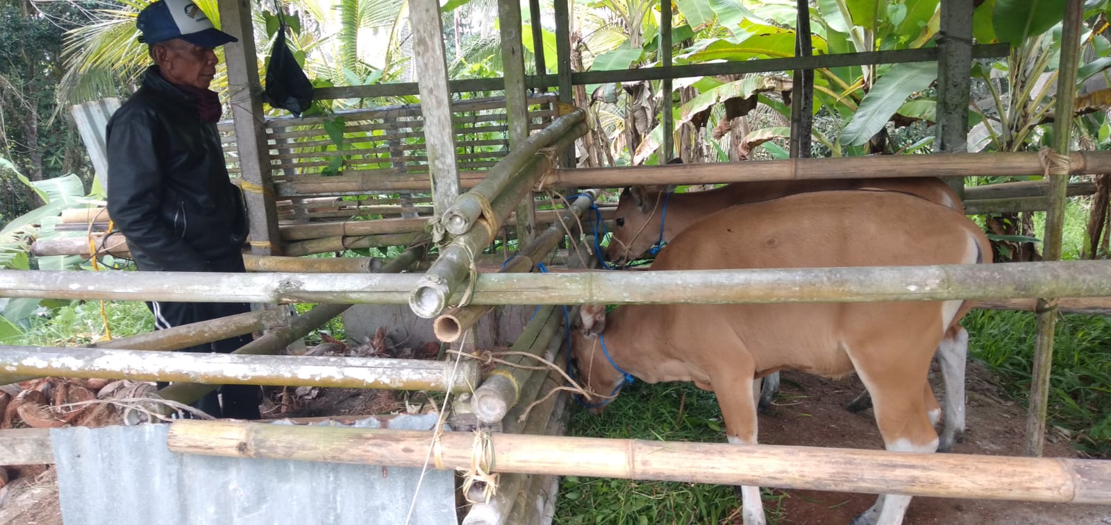 Populasi Sapi Meningkat Kilas Bali